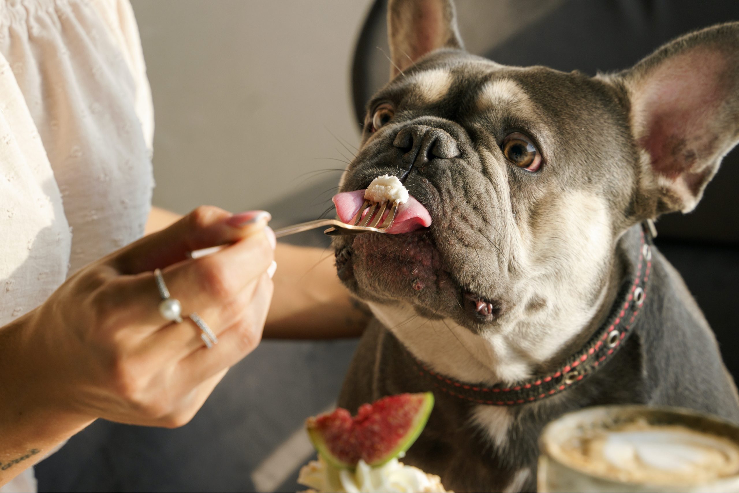 The Benefits of Limited Ingredient Dog Food