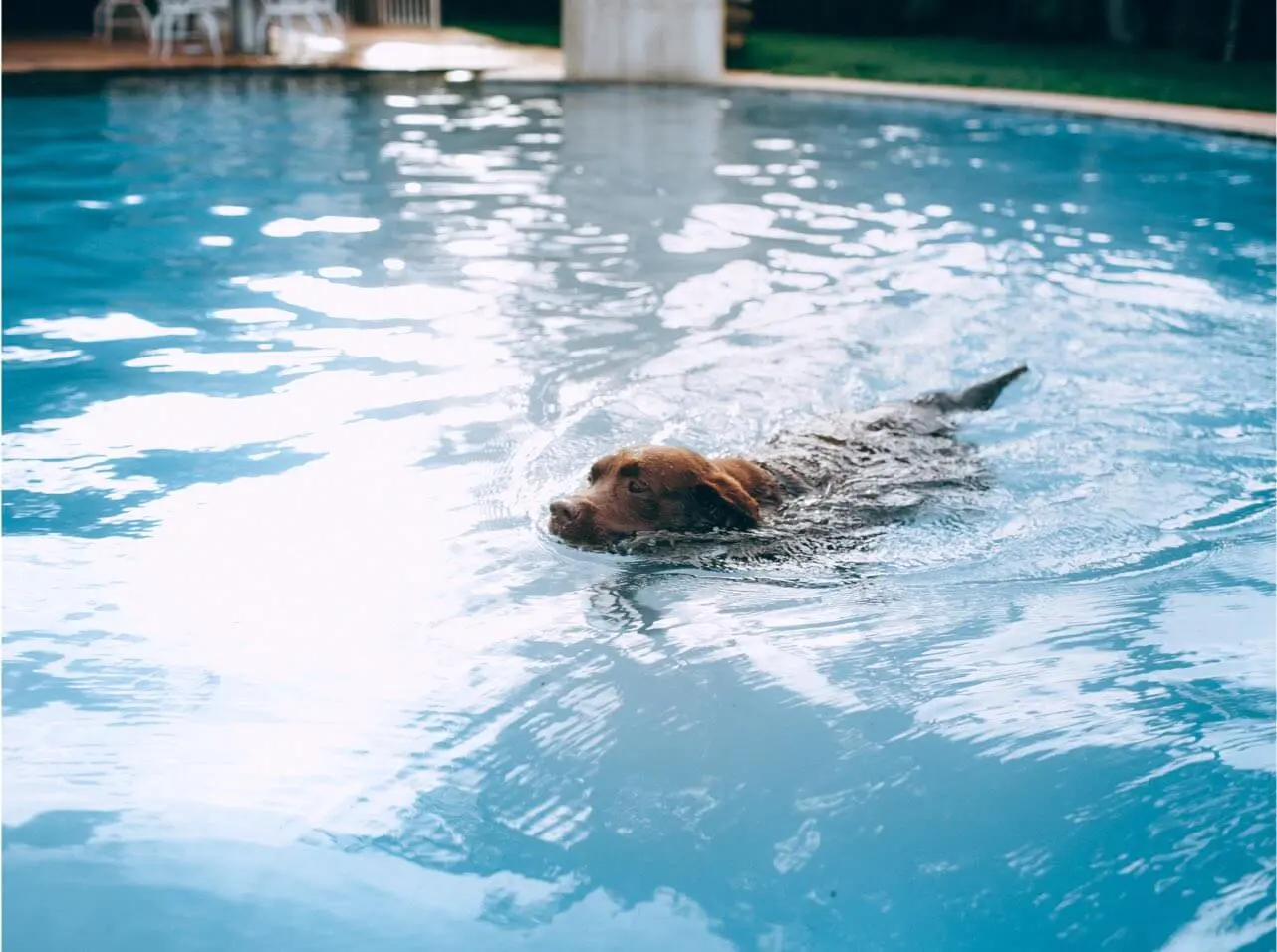 Is The Swimming Pool Safe For Your Pets?